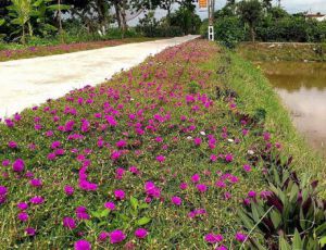 Hải Hậu: Bài học kinh nghiệm từ xã thí điểm nông thôn mới Hải Hậu: Bài học kinh nghiệm từ xã thí điểm nông thôn mới