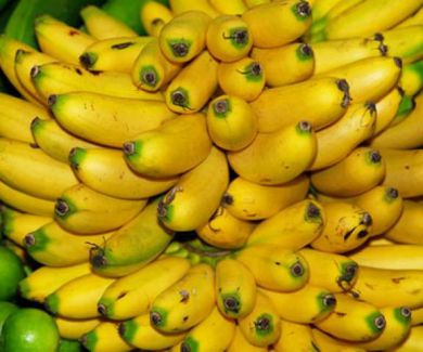 Chuối Ngự Nam Định – Món quà tiến Vua